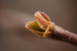 Macro Photo of Vine Leaves Bud in Opening Phase.