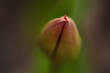 A close-up photo of green tulip buds with red tips on a background of green leaves