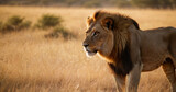 Fototapeta Sawanna - Lion in the Savana