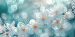 White cherry blossoms with soft bokeh on a blue background. Spring bloom nature concept. Design for wedding invitation, greeting card. Spring event banne with copy space.