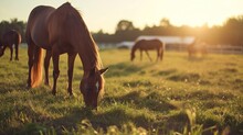 A Group Of Horses Grazing On Grass In A Fenced In Area With The Sun Shining On The Grass And Trees In The Background.