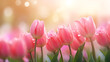 Kwiatowe minimalistyczne różowe tło na życzenia z okazji Dnia Kobiet, Dnia Matki, Dnia Babci, Urodzin czy pierwszego dnia wiosny. Szablon na baner lub mockup z tupianami.  