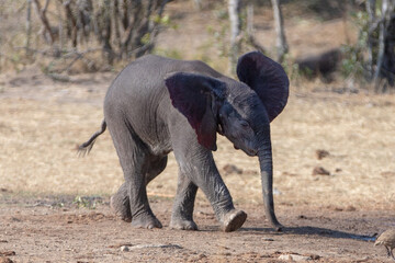 Wall Mural - Wild baby elephant running in Africa