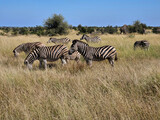 Fototapeta Konie - Steppenzebra / Burchell's zebra / Equus quagga burchellii