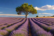 Lavendelfeld mit einem Olivenbaum im Hintergrund. Die Lavendelplantage liefert die Essenz für ansprechnede Dürfte wie Parfüm oder Deodorant