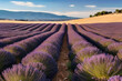 Lavendelfeld einer Lavendelplantage auf der Lavendel angebaut wird