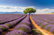 Lavendelfeld auf einer Lavendelplantage in Italien mit einem grünen Olivenbaum im Hintergrund