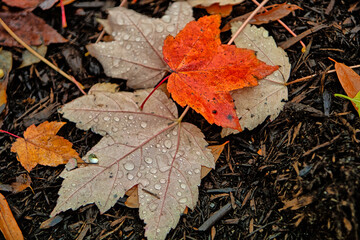 Wall Mural - Autumn leaves in forest