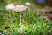 Pleated Inkcap (parasola Plicatilis) Which Grows Well In A Garden