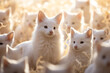 Albino animals Lack of pigment in the skin and its appendages, in the iris and pigmented membranes of the eyes white wildlife eyes exotic nature rarely.
