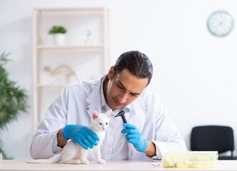 Wall Mural - Young male doctor examining sick cat