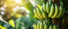 Fresh Bananas Are Picked Right From The Tree When They Are Ripe And Green.