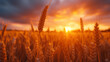 © Anna - Golden wheat field at sunset with sunlight illuminating the ripe stalks, under a dramatic sky of orange and purple clouds.