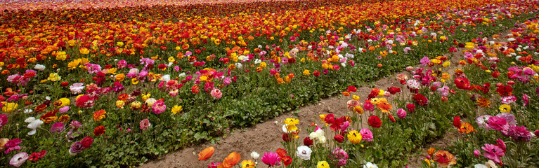 Multi colored field of ranunculus flowers in southern California United States