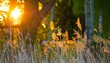 © imageBROKER - The warm light of the setting sun penetrates the grasses and trees, summer evening in the forest by the lake, rays of light, reed fronds glowing in the light, common reed (Phragmites australis)