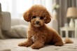 Cute little poodle on bed at home. Adorable pet. cute companions. adorable brown poodle puppy on bed. happy pet.