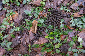 Wall Mural - Close-up of doe droppings outdoors in foliage.