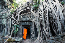 Buddhist Monk At Famous Temple With Tree Root On Old Stone Ruins, Ta Prohm, Angkor Wat, Cambodia