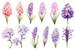 Watercolor paintings Hyacinth flower symbols On a white background.
