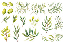 Watercolor Painting Olives Leaf On A White Background. 
