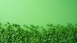 Vibrant green background with a place for text featuring a lush border of fresh microgreens suitable for spring-themed or healthy living concepts