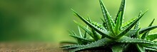 Aloe Vera Plant On Solid Background With Copy Space