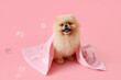 Cute dog with soap bubbles and towel sitting on pink background