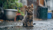 Sad abandoned hungry kitten sitting in the street under the rain. Generative Ai
