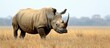 The largest rhinoceros species, Ceratotherium simum, is at risk of extinction.