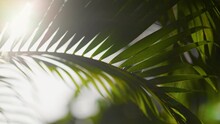 Sun Breaking Through Palm Leaves Swaying On The Wind. Shallow DOF Shot With Lens Flare Of Green Nature Coconut Palm Tree