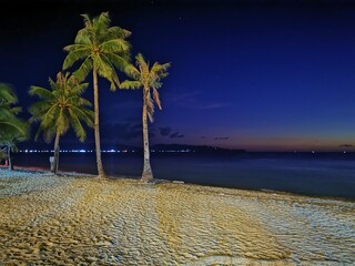 palm tree at night