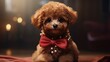 A tiny toy poodle pup with a fancy ribbon around its neck.