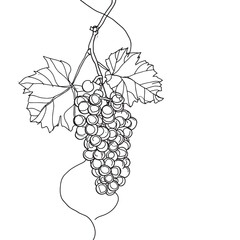 Wall Mural - Simple line drawing illustration of a bunch of grapes on a vine