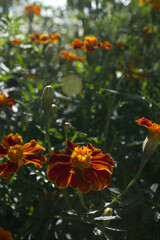 Wall Mural - Red marigold flowers in fall seasonal.