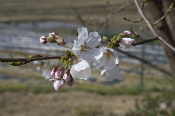 Canvas Print - Pink cherry blossom on the Sakura tree. 