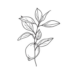 Wall Mural - Simple line drawing illustration of a lemon on a tree branch