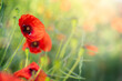 Red poppy flowers field on natural green sunny background. Copy space