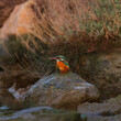 A kingfisher foraging by the pond