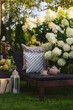garden bench with tea and pillows decor. Blooming hydrangeas paniculata 
