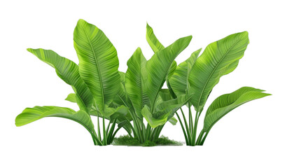 Wall Mural - Green ribbed plantain