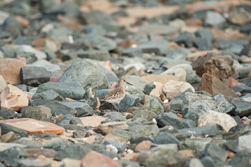 Wall Mural - A Dunlin standing on a beach with pebbles