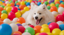 Funny Samoyed Dog In The Colorful Ball Pool With Smile Face In Happy Time. 