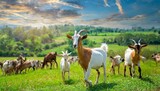 Fototapeta Zwierzęta - Goats grazing on the grass fields meadow beautiful sunny