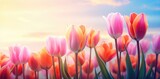 Fototapeta Tulipany - Sun-kissed Tulip Delights in a Vibrant Spring Awakening - Generative AI