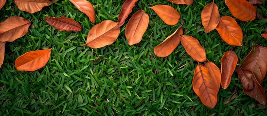 Canvas Print - Teak leaves dropped on the grass, teak leaf background.