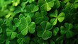 Green four leaf clover, rare fourleaf nature spring leaves floral background with water drops, good luck shamrock and lucky charm fortune, prosperity concept, Saint Patricks Day symbol .
