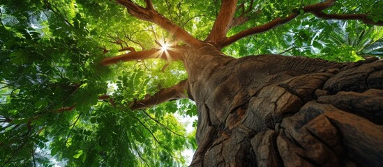 Canvas Print - The appeal of Thai Khot wood, a favored auspicious tree, is its beautiful charm, found in the Phyllanthus mirabilis tree.