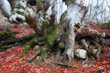 The weird beech trees of mount Demerdji, Crimea PtI