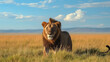 Single lion looking regal standing proudly on a small hill in Serengeti