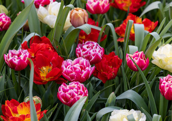 Sticker - colorful tulips blooming in a garden